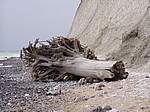 Baum 1