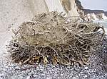 Baum 2