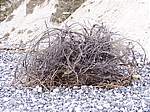 Baum 3