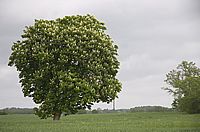 Kastaniette