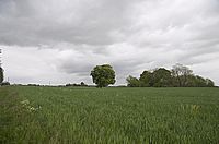 Feld