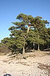 Ein Baum