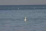 Schwan