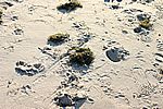 Spuren im Sand