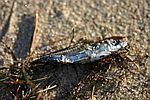 Fisch
