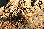 Holz