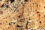 Holz