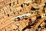 Holz